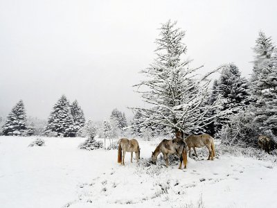 Premières neiges sur les Pyrénées, à Payolle, le 28 octobre 2018 - LAURENT DARD [NR/AFP]