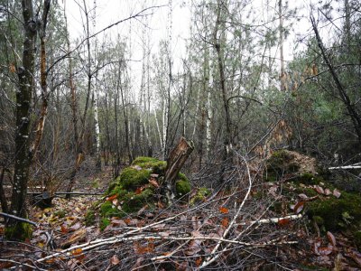 La forêt de Weitbruch, dans le Bas-Rhin, le 13 décembre 2019, vingt ans après la tempête de décembre 1999 - FREDERICK FLORIN [AFP]